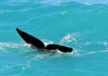 whale watching in fowlers bay in south australia