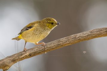 bruny-island-bird-festival-alfred-schulte