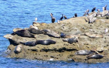 best wildlife viewing harbor-seals-and-pelicans-2